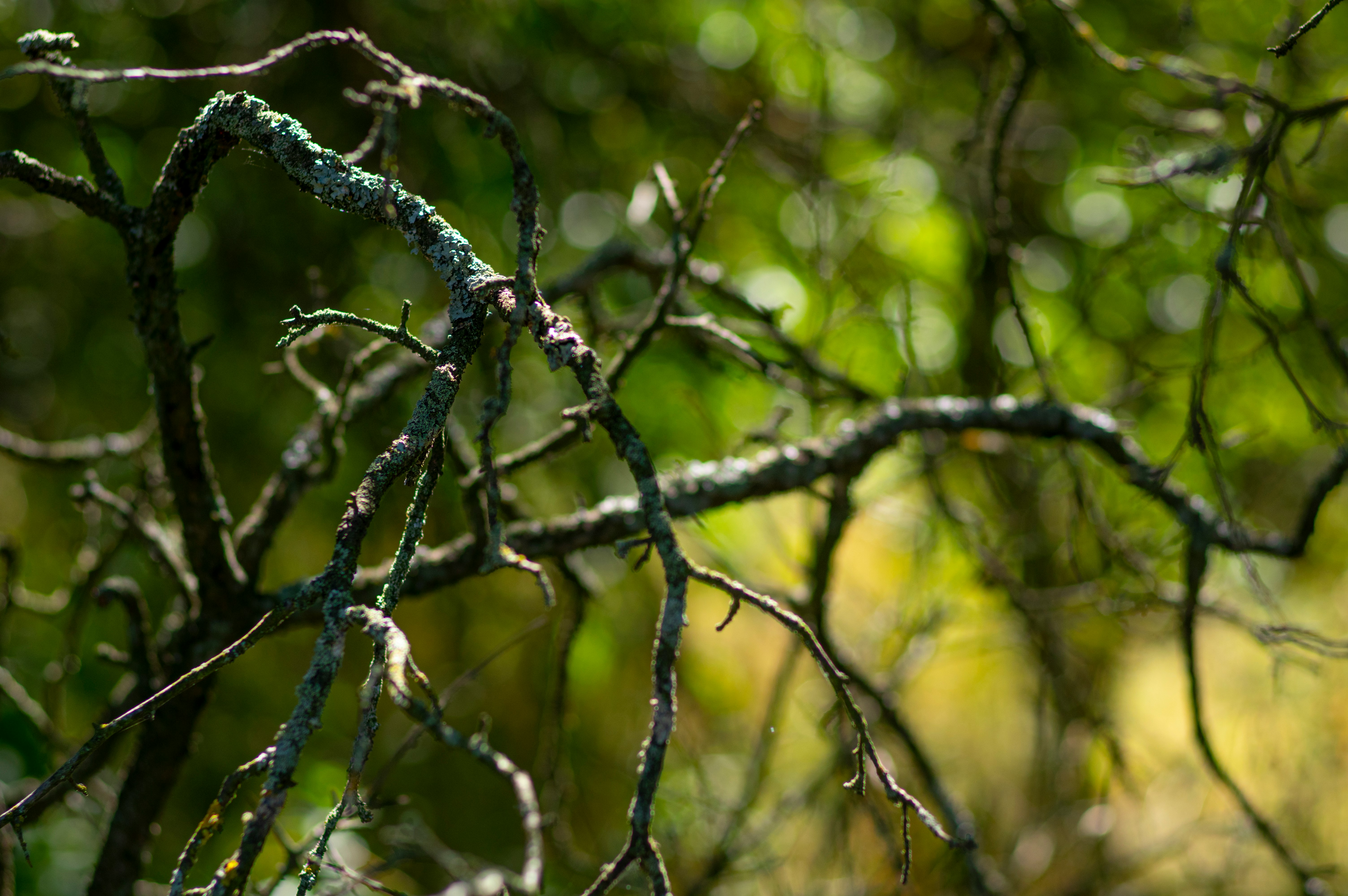 brown tree branch in tilt shift lens